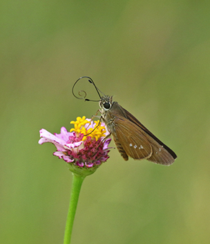 Brazilian Skipper